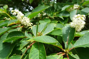 リョウブ・大菩薩峠