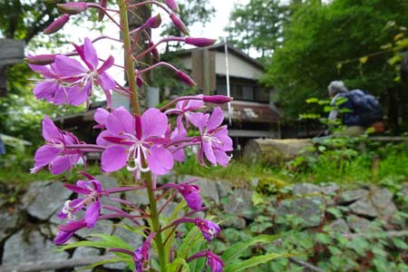 ヤナギラン・大菩薩峠