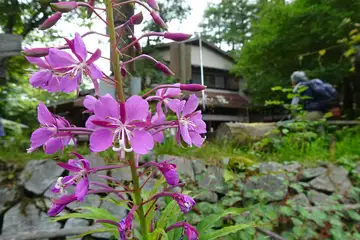 ヤナギラン・大菩薩峠