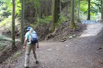 天狗の腰掛杉