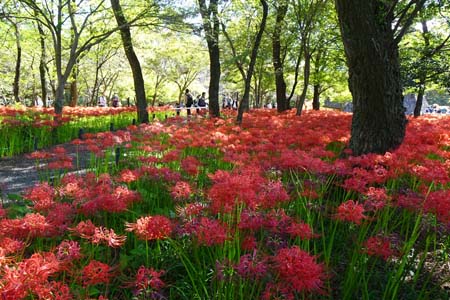 巾着田から日和田山・満開のヒガンバナ