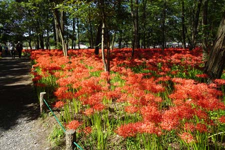 巾着田から日和田山・満開のヒガンバナ