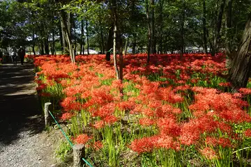 巾着田のヒガンバナ
