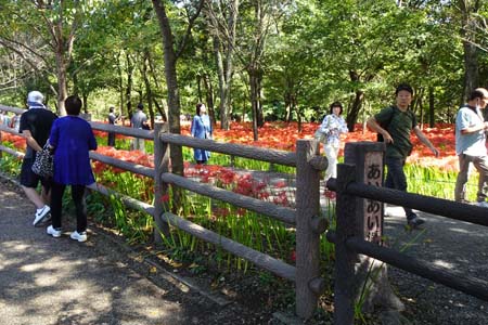 巾着田から日和田山・たくさんの人で賑わっています
