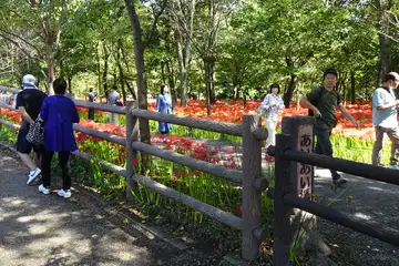 巾着田のヒガンバナ