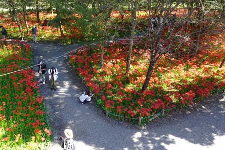 巾着田から日和田山・小さな橋から眺めるヒガンバナ園地