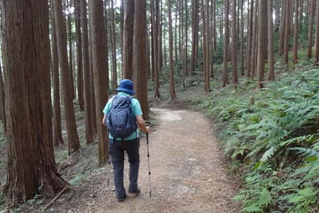 巾着田から日和田山・杉林の中を歩き