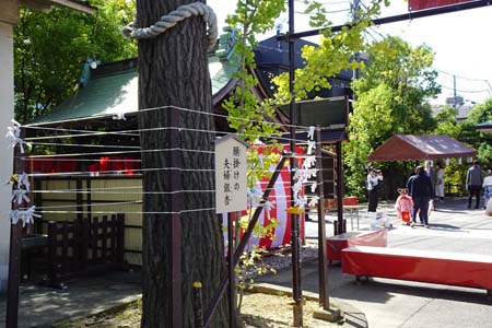 川崎市高津区・溝の口神社の願掛けイチョウ