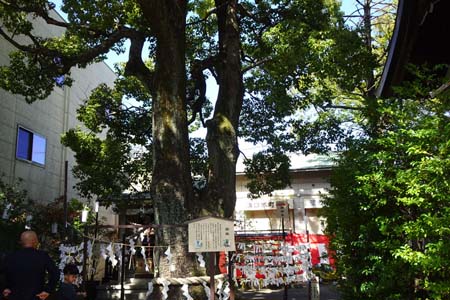 川崎市高津区・溝の口神社の親楠