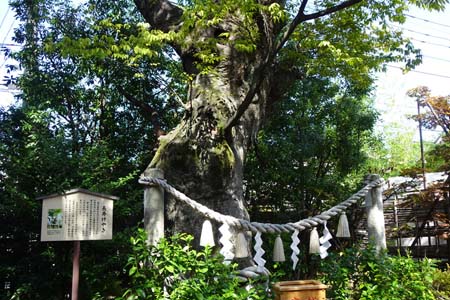 川崎市高津区・溝の口神社の長寿ケヤキ
