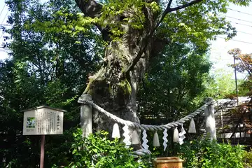 溝の口神社の長寿ケヤキ