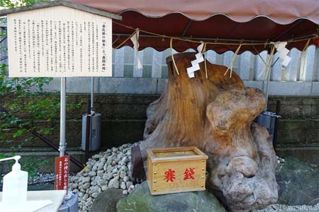 川崎市高津区・溝の口神社の垂乳銀杏