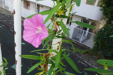 コヒルガオ・藤沢市鵠沼
