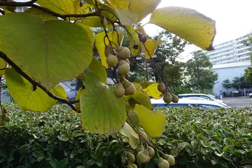 ハクウンボク・横浜市都筑区中川駅