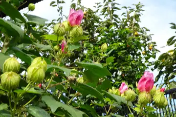フヨウ・横浜市都筑区早渕川