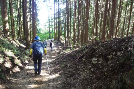 日の出山・ヒノキ林のハイキングコース
