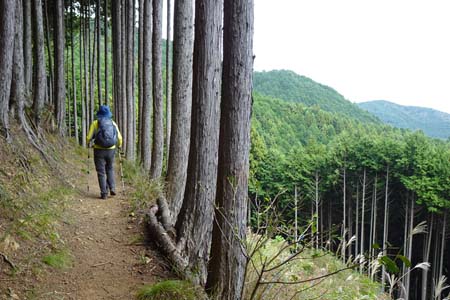 日の出山・視界が開ける伐採地