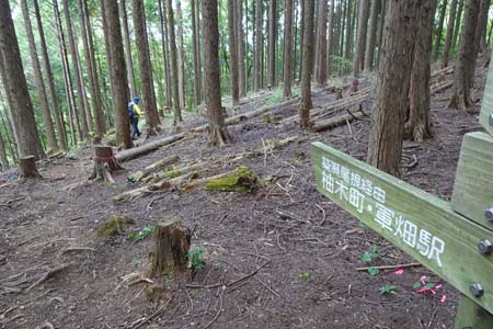 日の出山・ヒノキ林のふみ跡を下り
