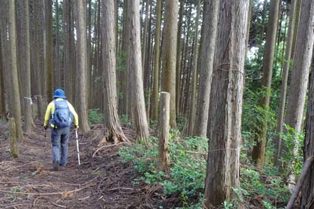 日の出山・林道に向かい下って行きます