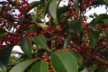 クロガネモチ・阿久和川