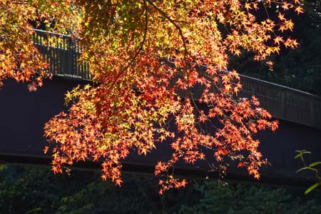 御岳渓谷・紅葉が始まった御岳渓谷