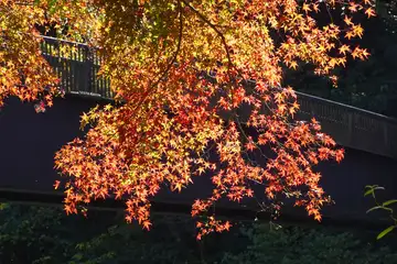 御岳渓谷・紅葉が始まった御岳渓谷