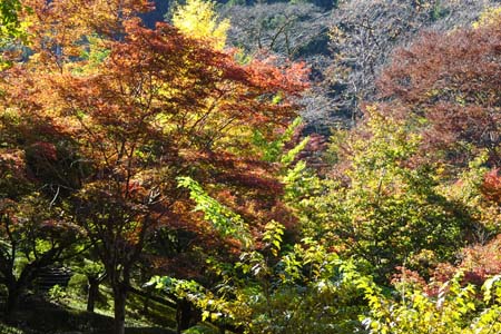 御岳渓谷・御岳苑地は紅葉が進んでいます