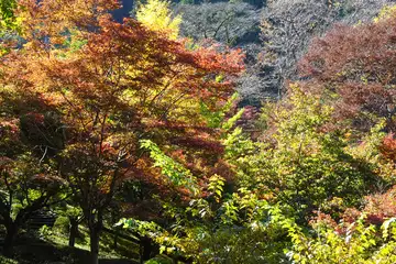 御岳渓谷・御岳苑地は紅葉が進んでいます