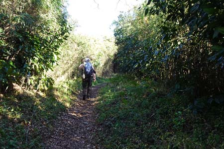 大楠山・尾根道を登って行きます