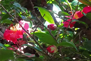サザンカ・大楠山