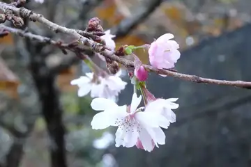 フユザクラ・御岳山