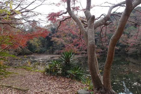 渋沢丘陵・震生湖の紅葉