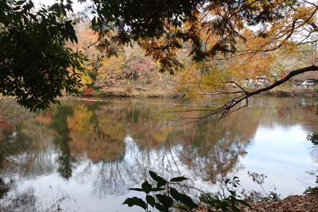 渋沢丘陵・震生湖の紅葉