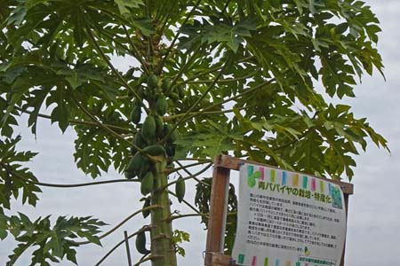 渋沢丘陵・栽培されている青パパイヤ