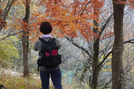 渋沢丘陵・頭高山の山頂