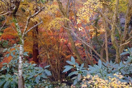 小仏城山から高尾山・まだ紅葉が残っています