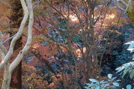 小仏城山から高尾山・まだ紅葉が残っています