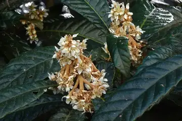 ビワ・高尾山
