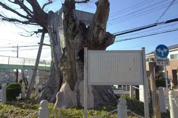 海老名の大ケヤキ