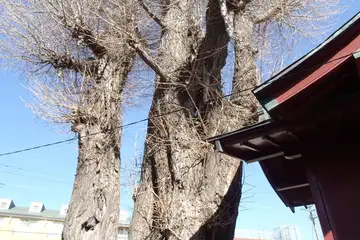厚木熊野神社のご神木