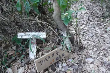 ツバキ尾根への道標