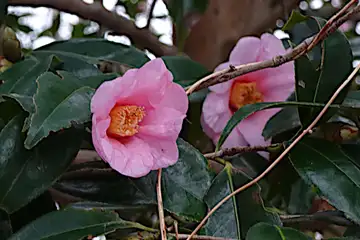 ヤブツバキ・弘法山と権現山