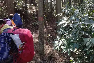 北尾根のハイキング道