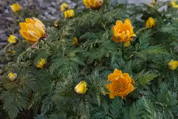 フクジュソウ・都留市