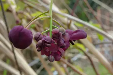 アケビ・横浜市戸塚区