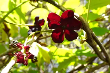 ミツバアケビ・秩父市音楽寺