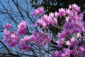 ミツバツツジ・秩父市久昌寺