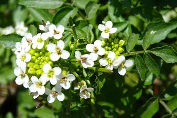 オランダカラシ・羽村花木丘陵