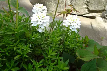 トキワマガリバナ・西山峠から草戸山