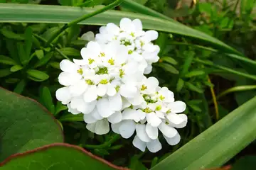 トキワマガリバナ・西山峠から草戸山